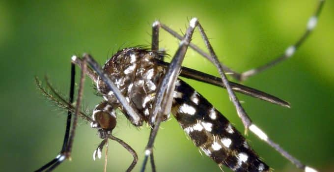 Volksgezondheid waarschuwt voor verhoogd risico op dengue-uitbraak