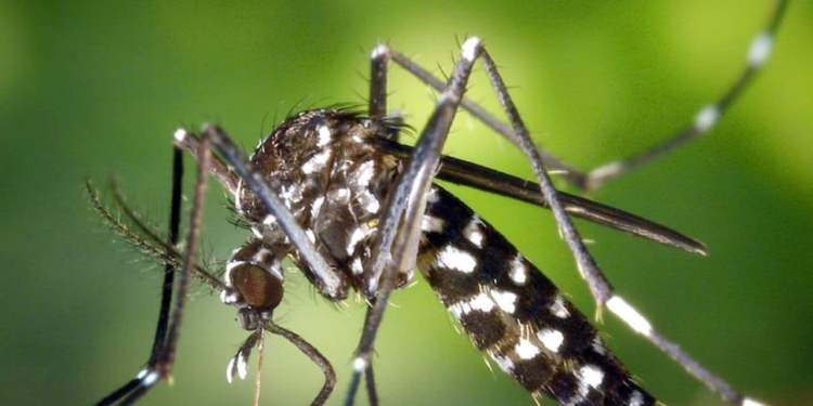 dengue muskiet