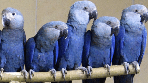 araras azuis blauwe aras vogel