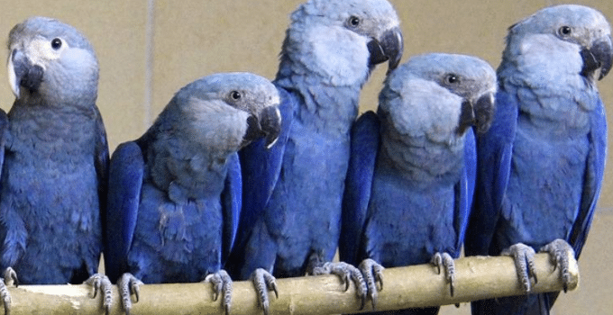 (UPDATE)29 gesmokkelde Braziliaanse vogels verdwijnen mysterieus uit Surinaamse garage
