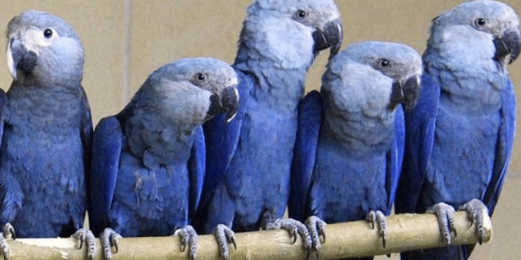 araras azuis blauwe aras vogel