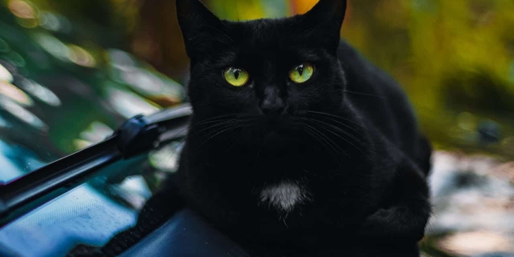 zwarte kat