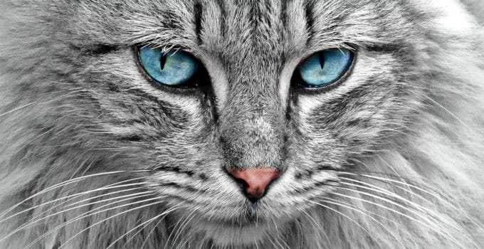 Zwerfkatten veroorzaken vaker vals alarm in huisalarmsystemen van Tourtonne 5