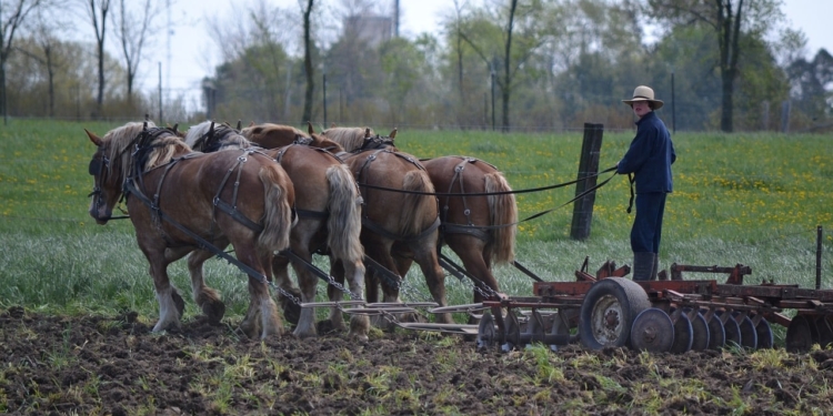 Mennonieten