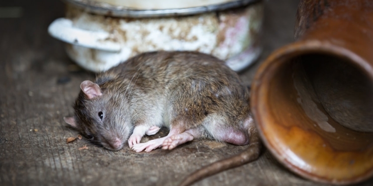 Rat ratten