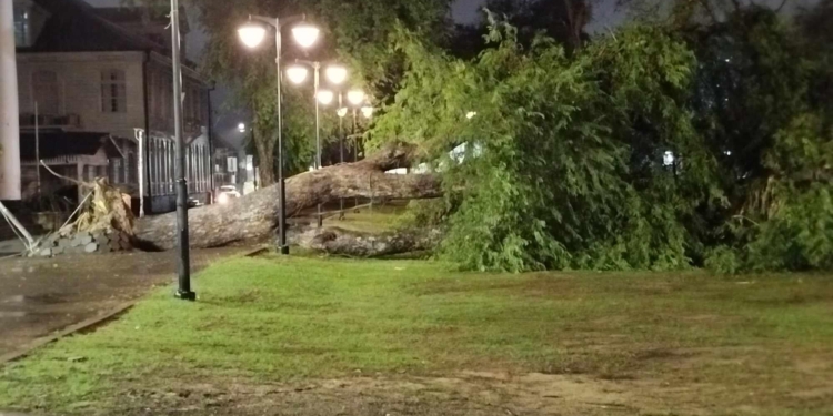 boom omgevallen bij Onafhankelijkhedsplein