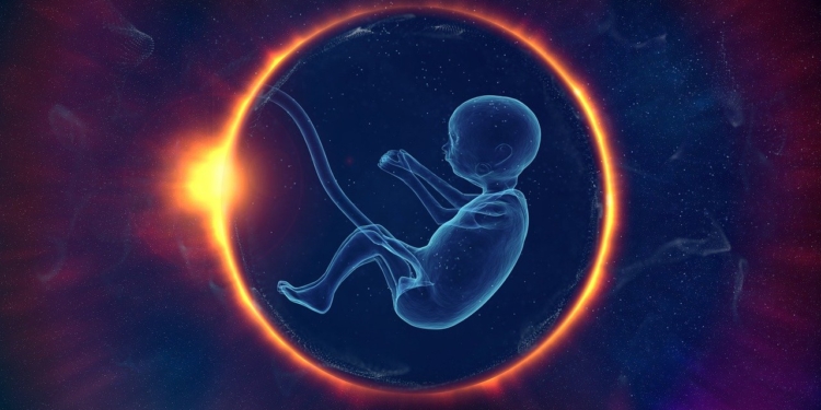 embryo