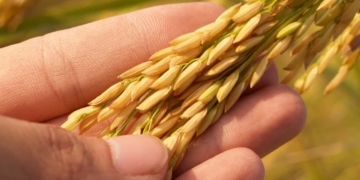 graan landbouw productie