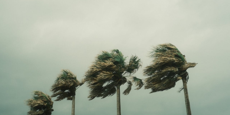 wind suriname storm orkaan bomen