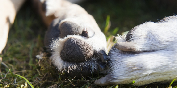 Hond poten dier