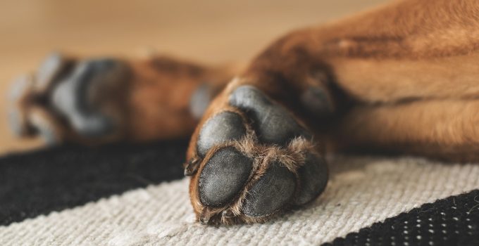 Hond poten viervoeter