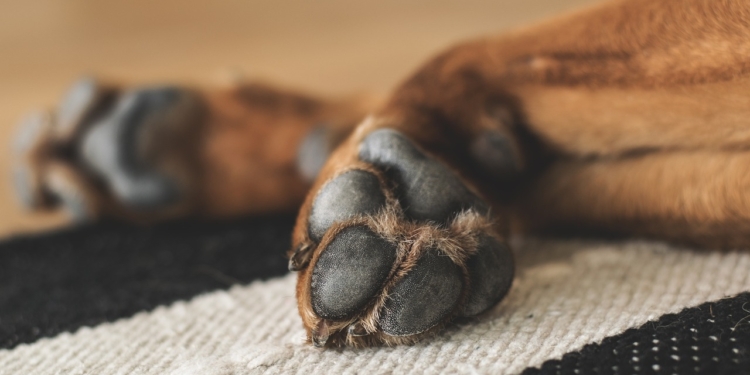 Hond poten viervoeter