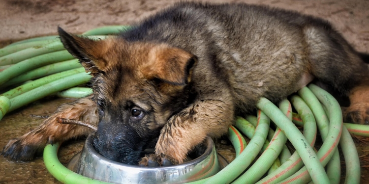 Herdershond Duitse herder hond puppy