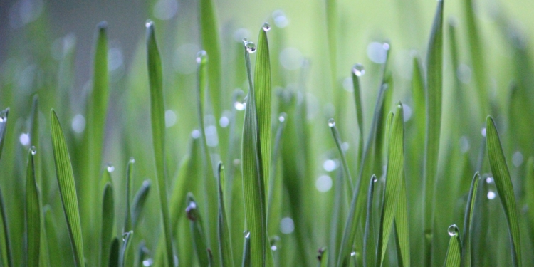 grass