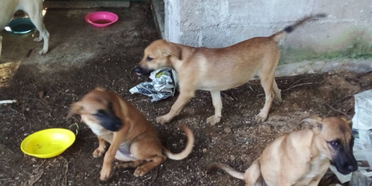 verwaaloosde hond commewijne