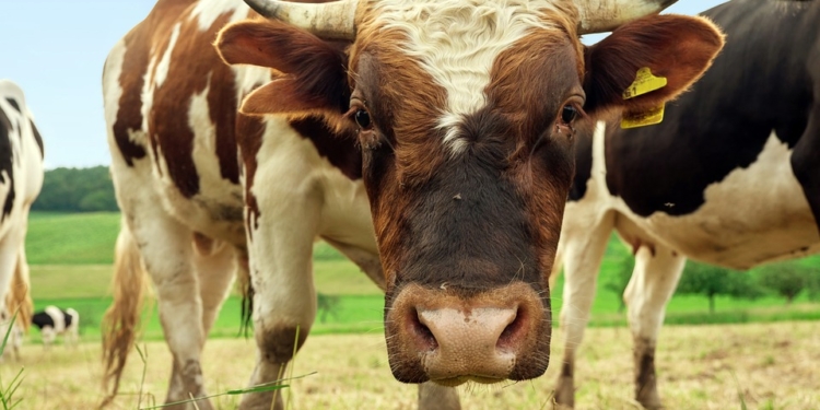 Stier