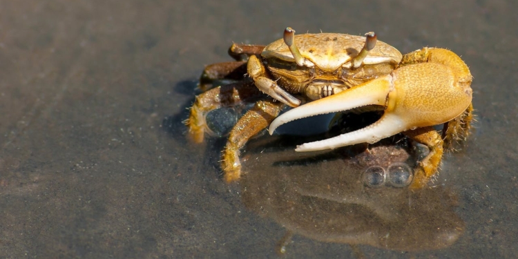krab