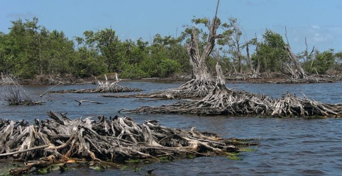 mangrove-Nickerie-suriname-Rob Oo-creative commons-CC BY 20