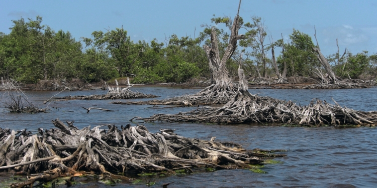 mangrove-Nickerie-suriname-Rob Oo-creative commons-CC BY 20