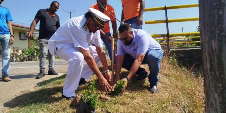 dc wanica fayalobiplantjes