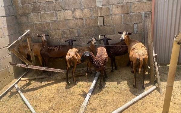 schapen
