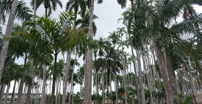 suriname paramaribo palmentuin