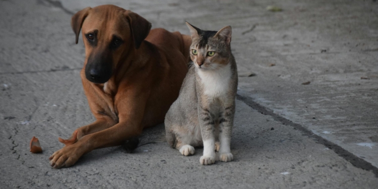 Werelddierendag