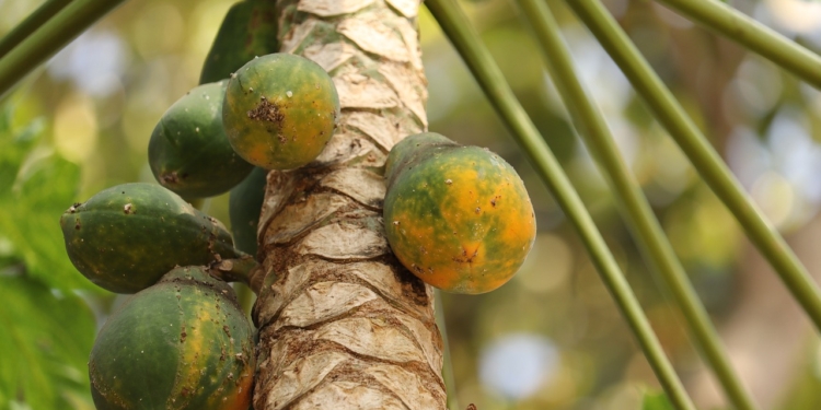 papaya boom