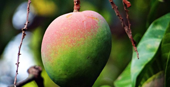 Mango manja vrucht