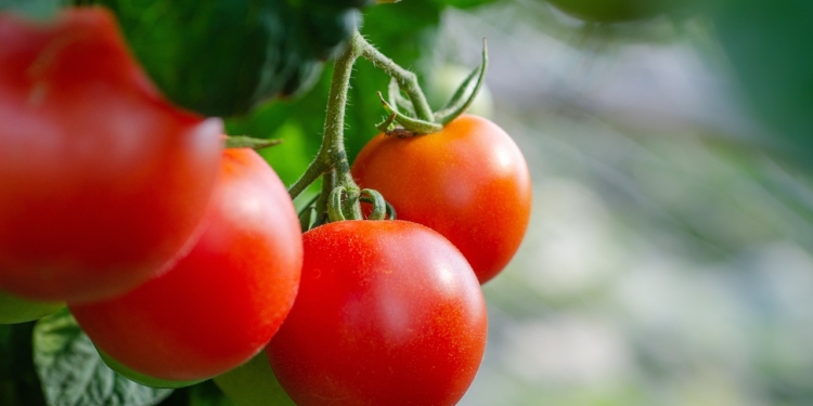 Tomaten