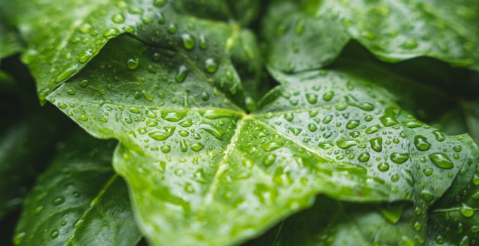 plant blad bladeren