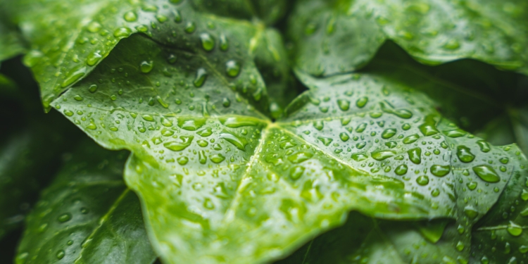 plant blad bladeren