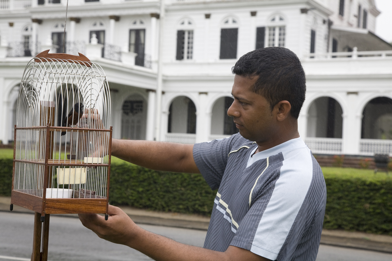 suriname plein paramaribo vogels