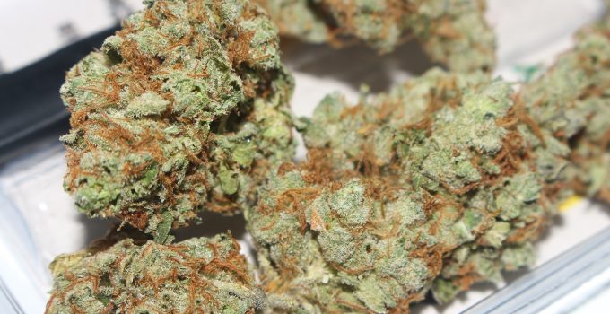 marihuana yami drugs cannabis