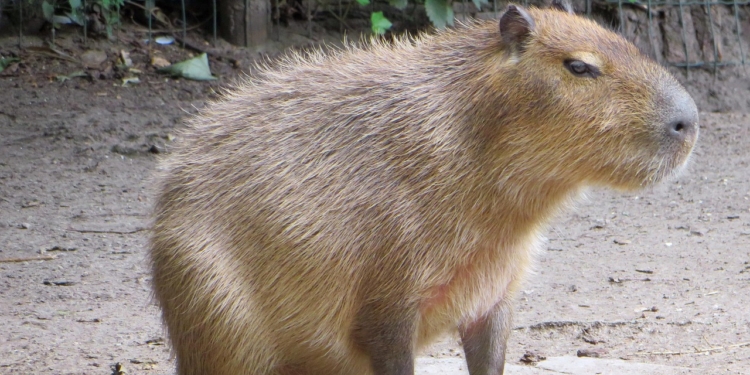capibara