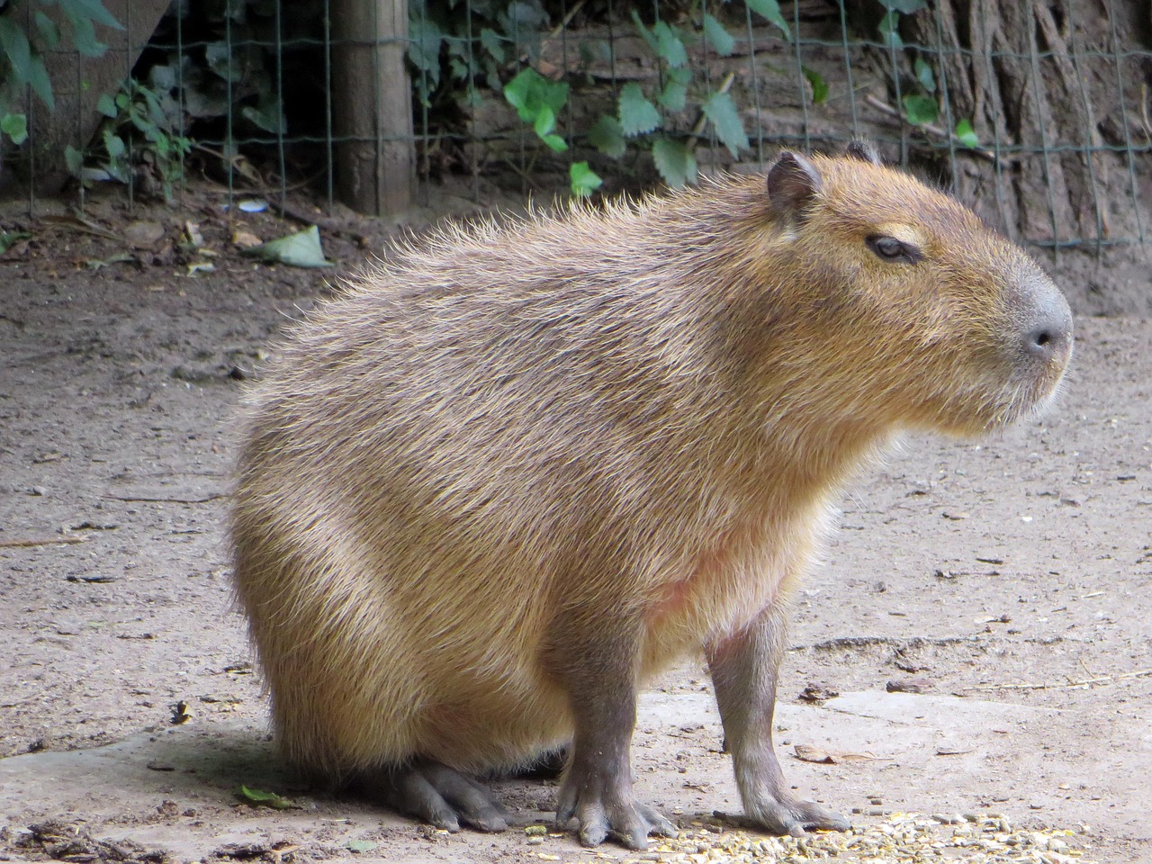 capibara