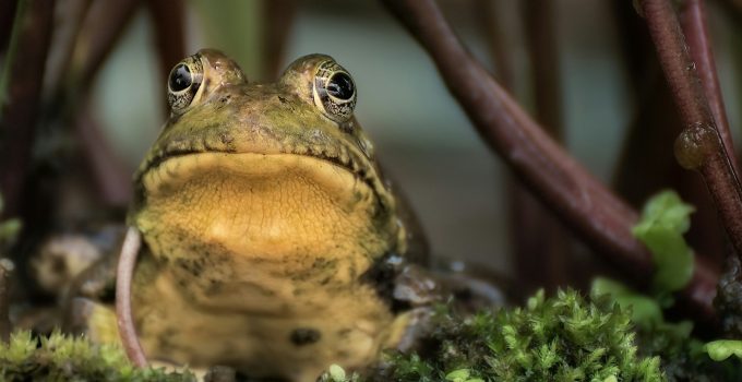 frog