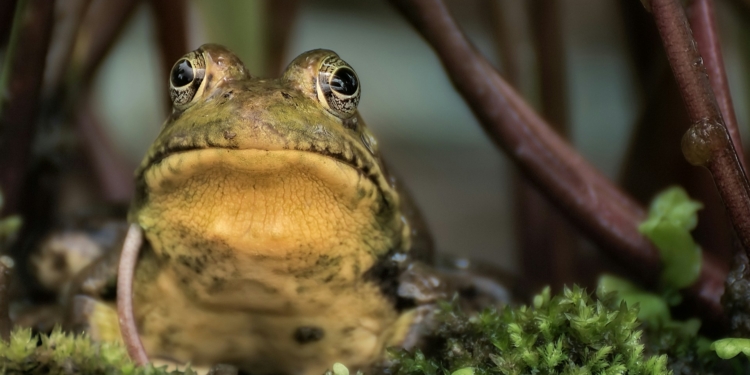 frog