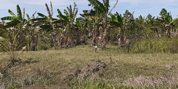 tourtonne bos bananen aanplant suriname paramaribo perceel