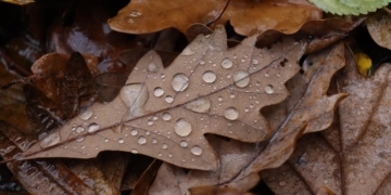 Bladeren regen druppels