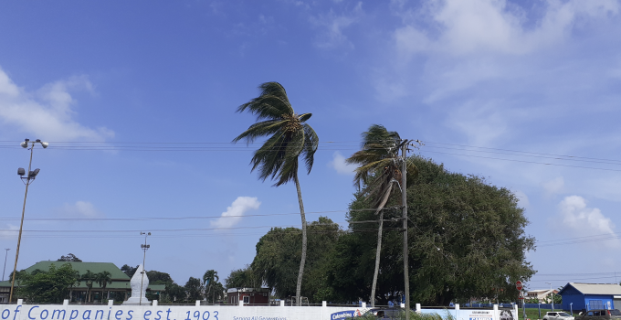 Angst voor omvallende palmboom in noorden van Paramaribo