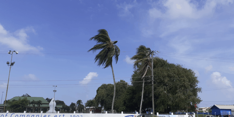 palmboom suriname paramaribo sana budaya