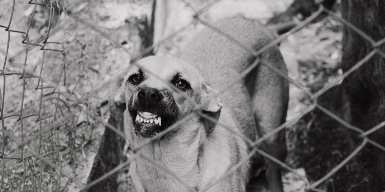 Agressieve hond