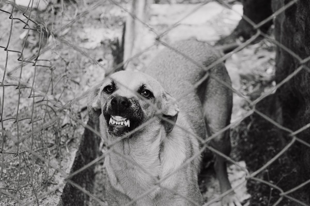 Agressieve hond