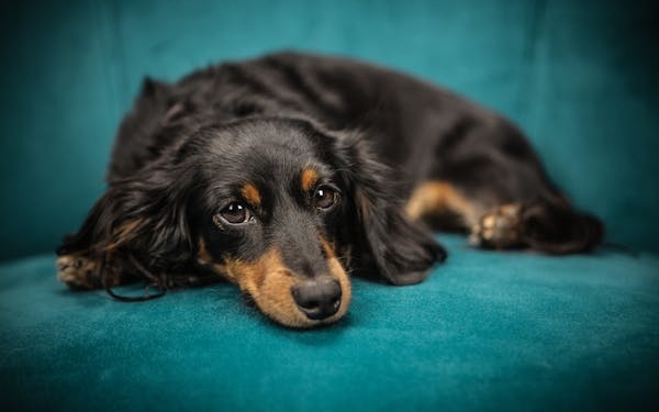 Hond2