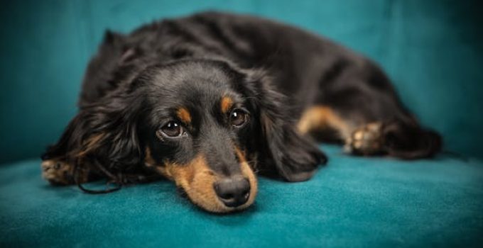 Surinaamse hond toont hoe je veilig de straat oversteekt