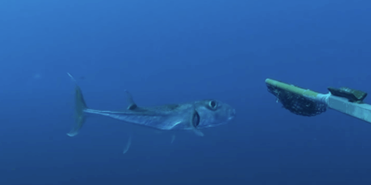 Lagocephalus sceleratus vis