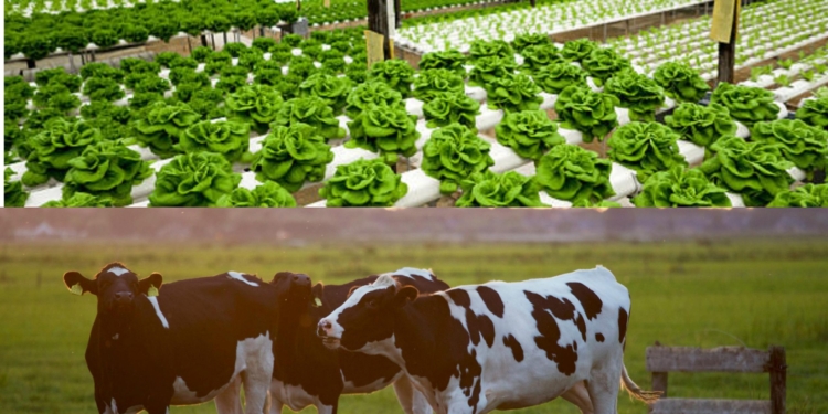 Landbouw en veeteelt