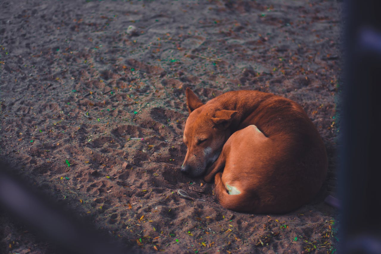 hond