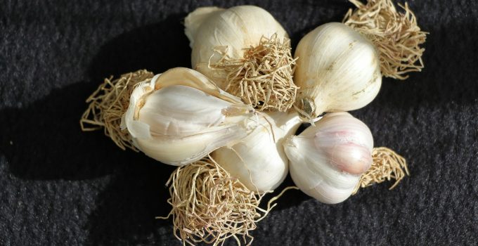 knoflook groenten